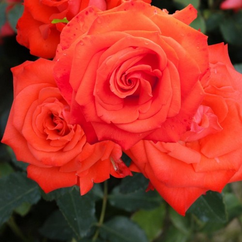 Rosa 'Dream Orange' - Roos 'Dream Orange' 